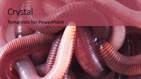  Presentation with earthworms earthworm is a tube - Presentation theme with gusanos - earthworms background and a red colored foreground