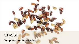  Presentation with fly - Presentation design with gusanos - fly larvas viewed from up background and a lemonade colored foreground