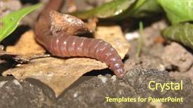  Presentation with worm - Audience pleasing presentation theme consisting of cube elements in more colors white back ground backdrop and a white colored foreground