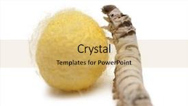  Presentation with cocoon - PPT theme enhanced with gusanos - silkworm larvae and cocoon bombyx background and a yellow colored foreground