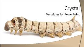  Presentation with silkworm - Slide set featuring christmas pine cones and branches christmas decorations on wooden rustic background close up copy-space background and a tawny brown colored foreground