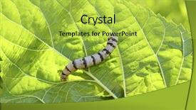  Presentation with worm - Audience pleasing slides consisting of gusanos - silkworm ringed silk worm eating backdrop and a yellow colored foreground