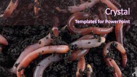  Presentation with structure - Cool new presentation with gusanos - structure earthworms backdrop and a wine colored foreground