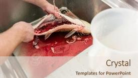  Presentation with later - Amazing slides having gut - chef in kitchen gutting carp backdrop and a sky blue colored foreground