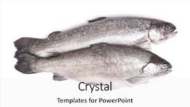  Presentation with gut - Presentation consisting of gutted trout fishes isolated background and a white colored foreground