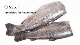  Presentation with fishes - Cool new slides with gutted trout fishes isolated backdrop and a  colored foreground
