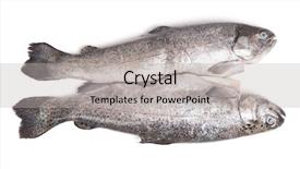  Presentation with gut - Theme enhanced with gutted trout fishes isolated background and a light gray colored foreground