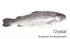  Presentation with gut - Beautiful presentation design featuring gutted trout isolated on white backdrop and a white colored foreground