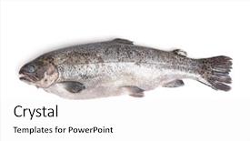  Presentation with monarch butterfly isolated on white - Presentation featuring gutted trout isolated on white background and a  colored foreground