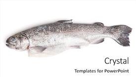 Presentation with octopus on isolated white - Cool new presentation design with gutted trout isolated on white backdrop and a white colored foreground