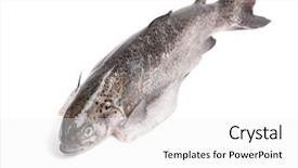  Presentation with gut - Presentation theme enhanced with gutted trout isolated on white background and a  colored foreground