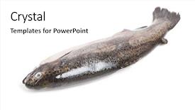 Presentation with white astronomy - Presentation theme consisting of gutted trout isolated on white background and a  colored foreground