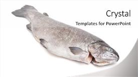  Presentation with teachnology and brain white - Presentation with gutted trout isolated on white background and a  colored foreground