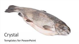  Presentation with trout - Cool new presentation design with gutted trout isolated on white backdrop and a  colored foreground