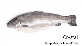  Presentation with trout - Presentation theme having gutted trout isolated on white background and a  colored foreground