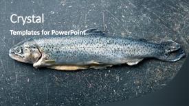  Presentation with trout - Slide set with gutted trout old kitchen table background and a  colored foreground