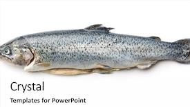  Presentation with condolence white wax candle - Presentation theme consisting of gutted trout on white background background and a white colored foreground