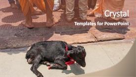  Presentation with india temple - Slide set consisting of guwahati assam state north east background and a tawny brown colored foreground