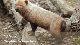  Presentation with wildlife - Slides with guyana - bush dog speothos venaticus wildlife background and a coral colored foreground