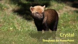  Presentation with grass texture on green - PPT layouts with guyana - bush dog speothos venaticus background and a  colored foreground