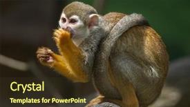  Presentation with bonobo monkey - Amazing slide deck having guyana - common squirrel monkey saimiri sciureus backdrop and a tawny brown colored foreground