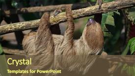  Presentation with two wheeler - Cool new PPT theme with guyana - linnaeus's two-toed sloth choloepus didactylus backdrop and a tawny brown colored foreground