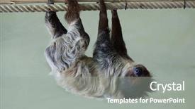  Presentation with animal - Cool new presentation with guyana - linnaeus's two-toed sloth choloepus didactylus backdrop and a gray colored foreground