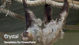  Presentation with underwater wild nature sea life - Presentation theme having guyana - linnaeus's two-toed sloth choloepus didactylus background and a gray colored foreground