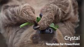  Presentation with contemporary world two columns - PPT theme featuring guyana - linnaeus's two-toed sloth choloepus didactylus background and a dark gray colored foreground