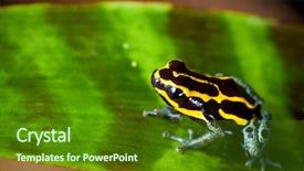  Presentation with poison - Colorful PPT theme enhanced with guyana - poison dart frog jewel backdrop and a tawny brown colored foreground