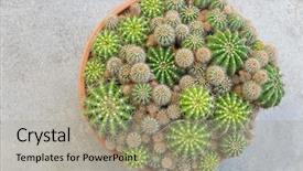  Presentation with pot succulent - Presentation theme enhanced with gymnocalycium echinopsis calochlora cactus background and a light gray colored foreground