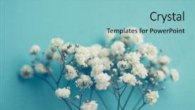  Presentation with breath - Amazing slide set having gypsophila baby's-breath flowers backdrop and a light blue colored foreground
