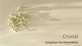  Presentation with text message - Slides enhanced with gypsophila-flower-with-copy-space background and a lemonade colored foreground