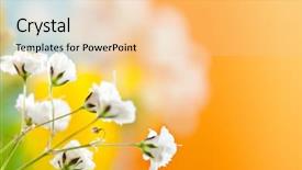  Presentation with flowers - Colorful PPT theme enhanced with gypsophila flowers on beatiful blurry backdrop and a lemonade colored foreground