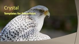  Presentation with bird - Slide deck with gyrfalcon-bird-of-prey-falco background and a tawny brown colored foreground