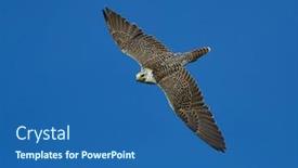  Presentation with flying - PPT theme featuring gyrfalcon-flying-falco-rusticolus background and a ocean colored foreground
