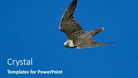  Presentation with flying - Amazing presentation design having gyrfalcon-flying-falco-rusticolus backdrop and a ocean colored foreground