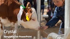  Presentation with brown - PPT layouts enhanced with h - child feeds brown calf background and a violet colored foreground
