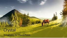  Presentation with pasture - Slide set enhanced with h horse in a pasture background and a gold colored foreground