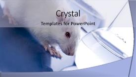  Presentation with lab rat - Colorful slides enhanced with h2o lab - laboratory rat backdrop and a  colored foreground