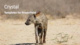  Presentation with kalahari - Theme with habitat kalahari desert south africa background and a coral colored foreground