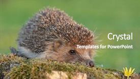  Presentation with forest beautiful spring nature - Presentation enhanced with habitat outdoors in the nature background and a violet colored foreground