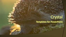  Presentation with forest beautiful spring nature - Amazing presentation theme having habitat outdoors in the nature backdrop and a tawny brown colored foreground