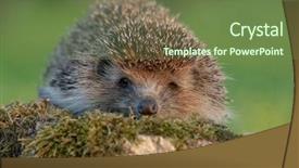  Presentation with forest beautiful spring nature - PPT theme consisting of habitat outdoors in the nature background and a tawny brown colored foreground