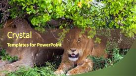  Presentation with predators - Colorful presentation enhanced with habitats - lions rest after the hunt backdrop and a tawny brown colored foreground