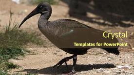  Presentation with keel billed toucan also known - Colorful presentation theme enhanced with hadada-ibis-bostrychia-hagedash backdrop and a tawny brown colored foreground