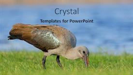  Presentation with south africa - Slide set consisting of hadeda-ibis-bostrychia-hagedash-foraging background and a  colored foreground