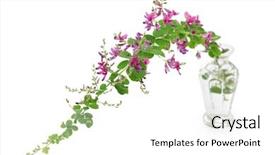  Presentation with clover - Beautiful slides featuring hagi isolated on white background backdrop and a white colored foreground