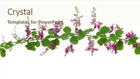  Presentation with clover - Audience pleasing theme consisting of hagi isolated on white background backdrop and a cream colored foreground