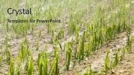 Presentation with weather storm - Cool new presentation theme with hail damaged agricultural field - weather backdrop and a mint green colored foreground